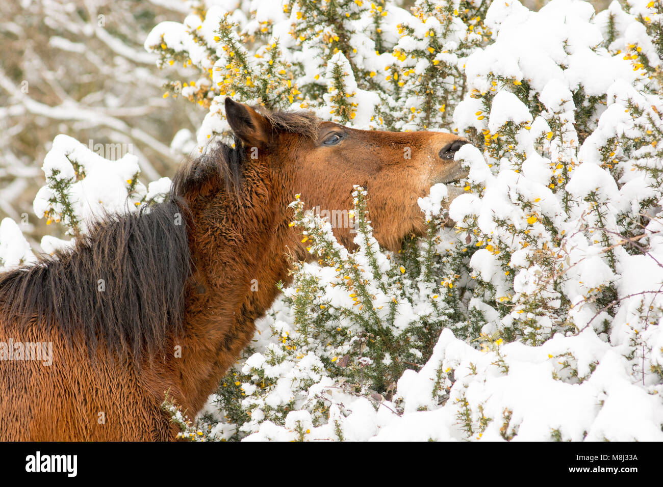 New Forest Pony, das sich auf einem Ginsterbusch im Schnee ernährt, Hampshire, Großbritannien Stockfoto