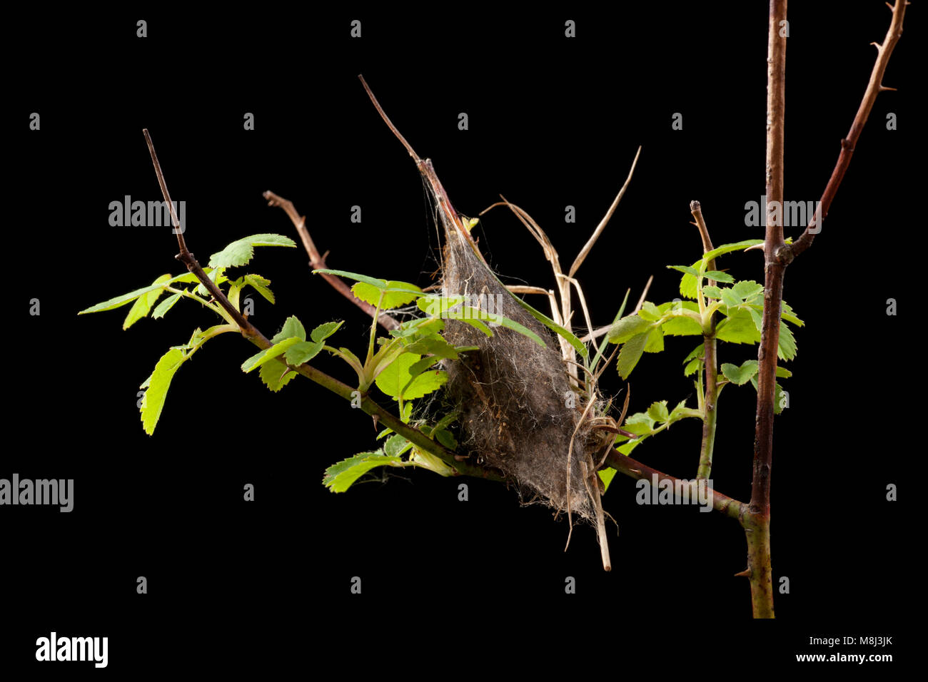Der Kokon eines lappet Motte Gastropacha quercifolia, Dorset England UK GB, studio Bild auf schwarzem Hintergrund Stockfoto