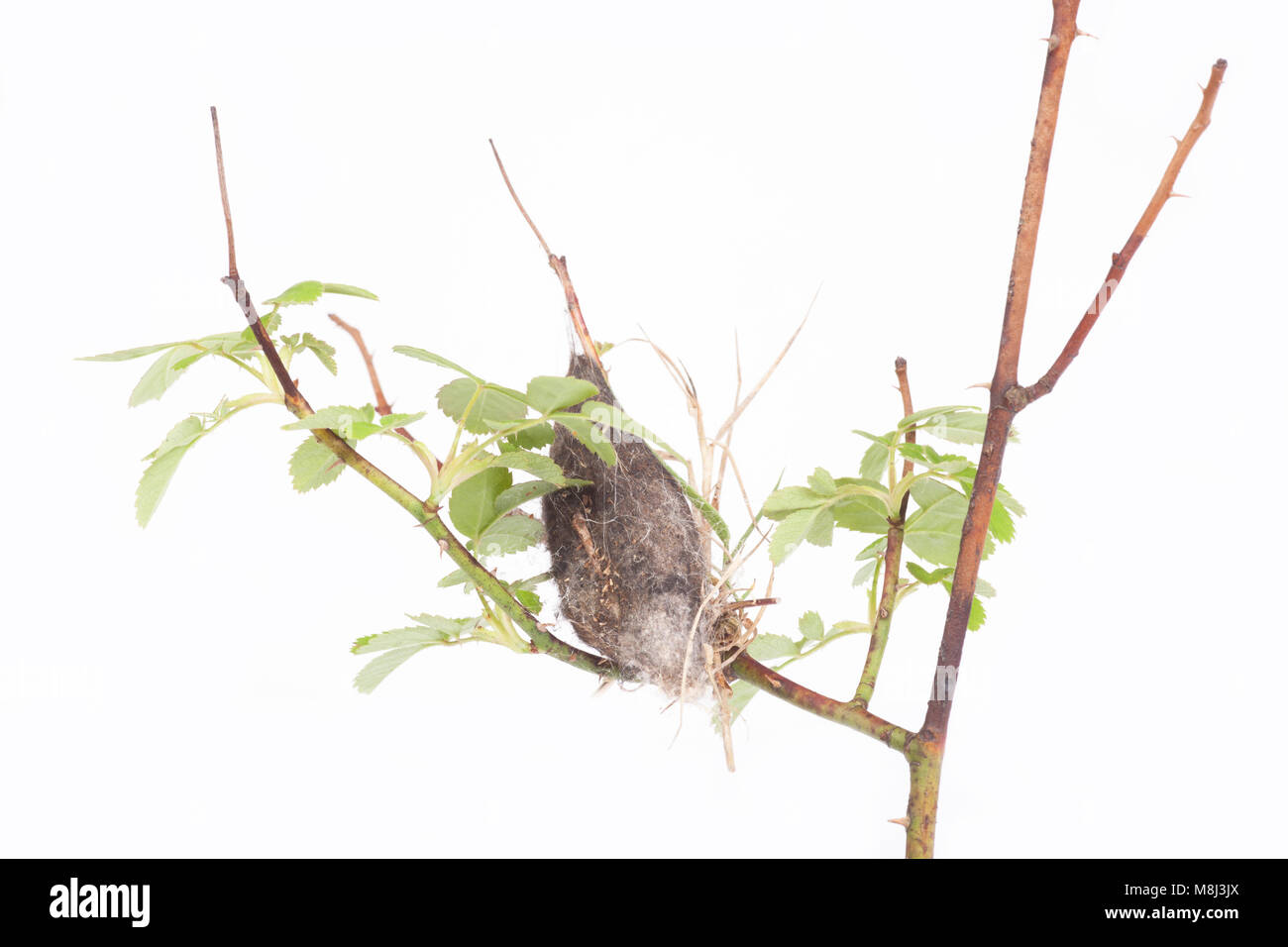 Der Kokon eines lappet Motte Gastropacha quercifolia, Dorset England UK GB, studio Bild auf weißem Hintergrund Stockfoto