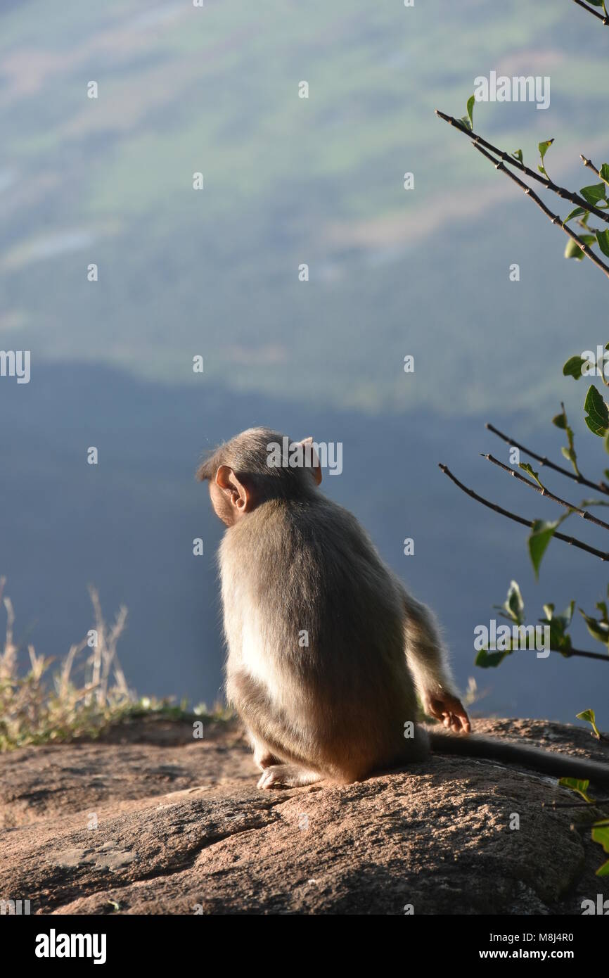 Sehen Welt durch einen Affen Stockfoto
