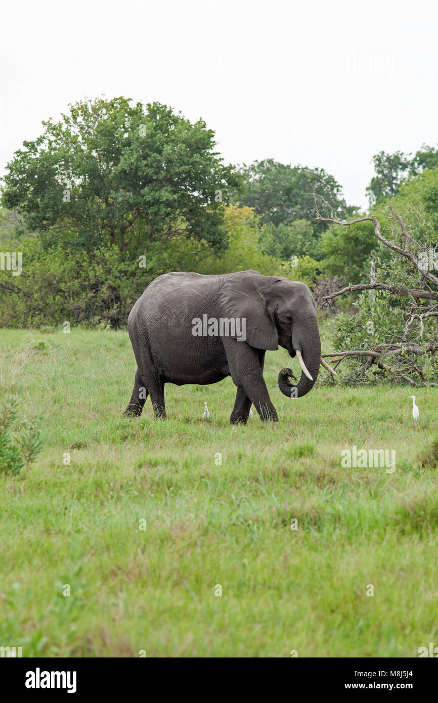 Afrikanischer Elefant (Loxodonta africana). Nach Bulle mit Reiher (Ardeola ibis), in Anwesenheit von gestört Wirbellosen. National Park. Okav Stockfoto