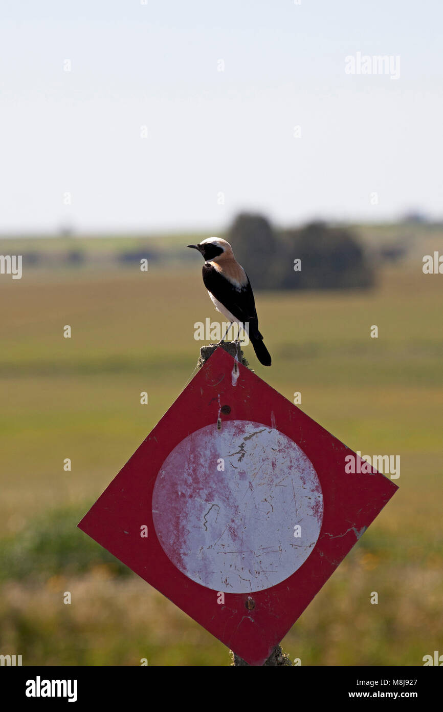 Schwarz-eared Steinschmätzer Oenanthe hispanica thront auf einem Schild am Rande des Rolling Plains in der Nähe von Castro Verde Portugal Stockfoto