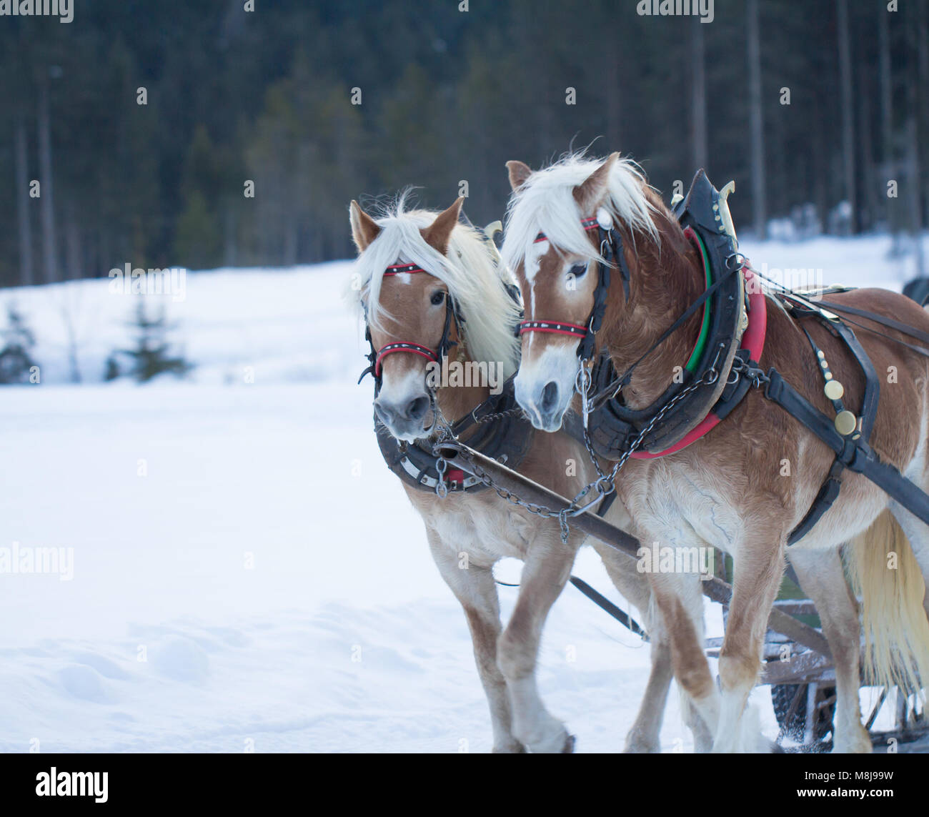 Zwei Pferde Schlitten ziehen im Winter Stockfoto