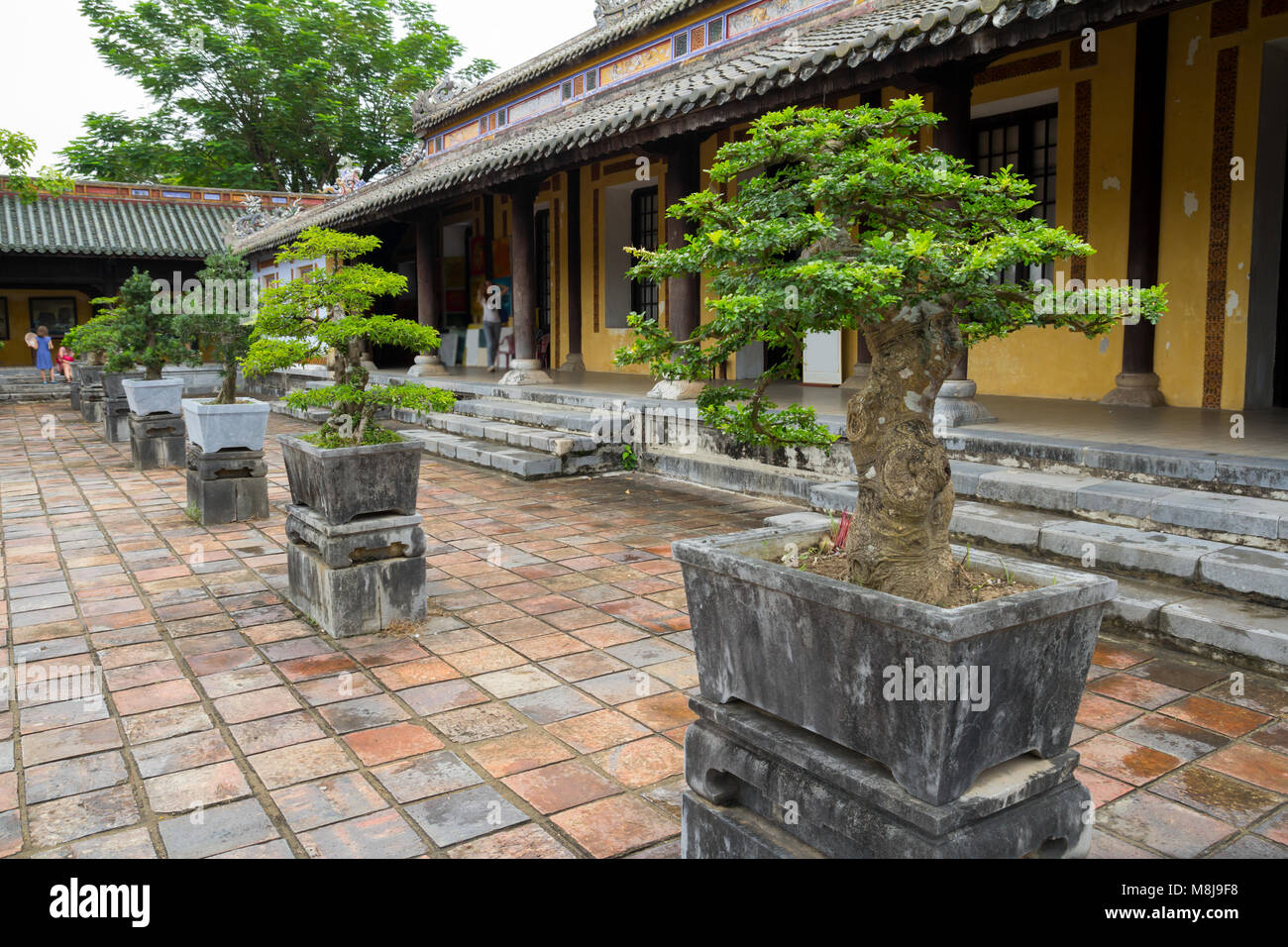 Bonsai Bäume auf chinesischen Tempel hof Stockfoto