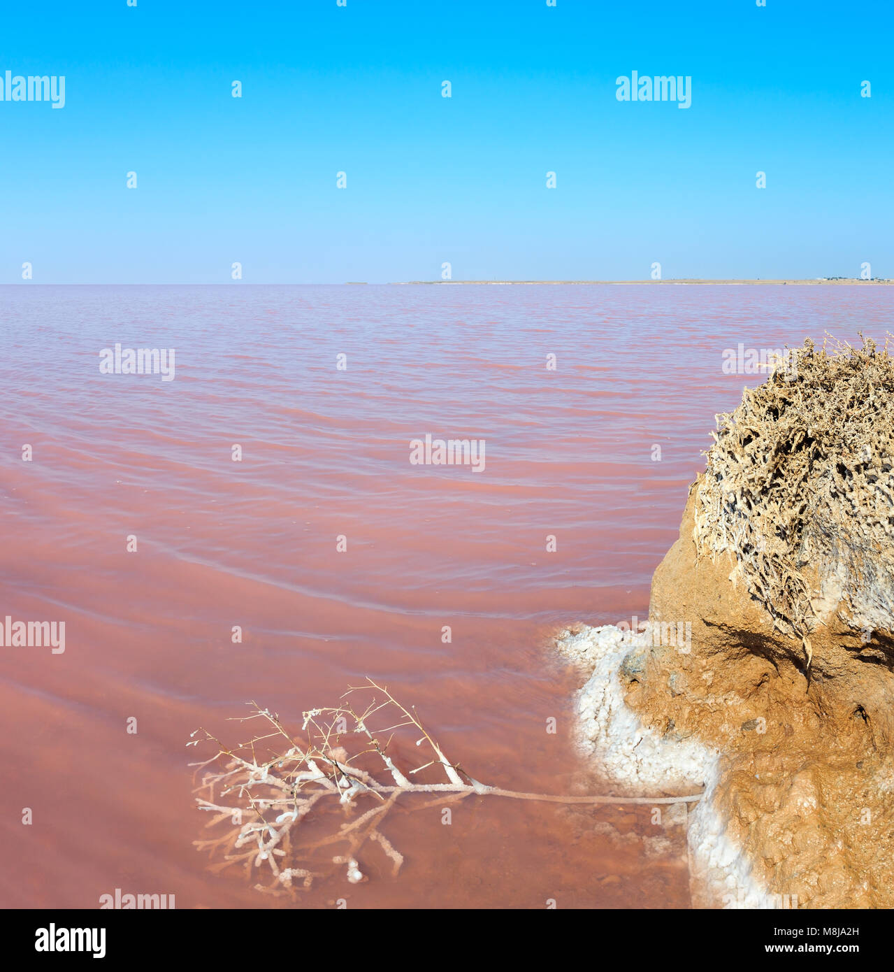 Wasserfläche von Pink extrem salzig Syvash See, gefärbt durch Mikroalgen. Und kleine tote Pflanze bedeckt mit kristallinen Salz. Ukraine, Kherson Region, Stockfoto