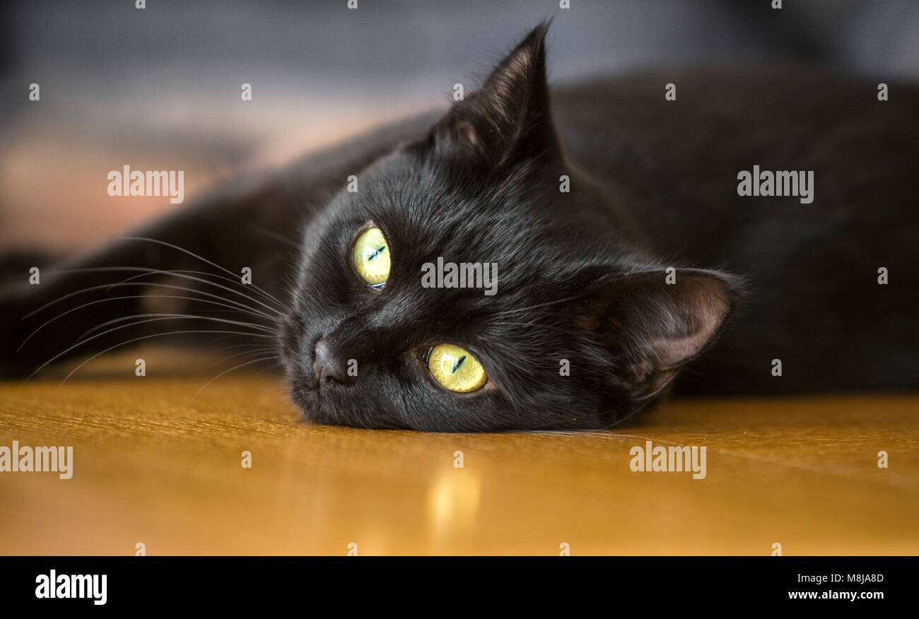 Schwarze Katze, jung, kurzhaarig, Kopfschuss, beobachten. Hübsche Katze, schöne Katze. Kätzchen Stockfoto