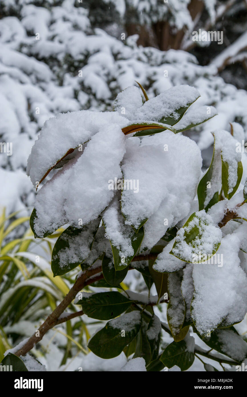 Schnee auf der Blätter und Zweige der Magnolia grandiflora muss sorgfältig aus, gebürstet zu werden, wie das Gewicht der Baum beschädigt werden können. Stockfoto