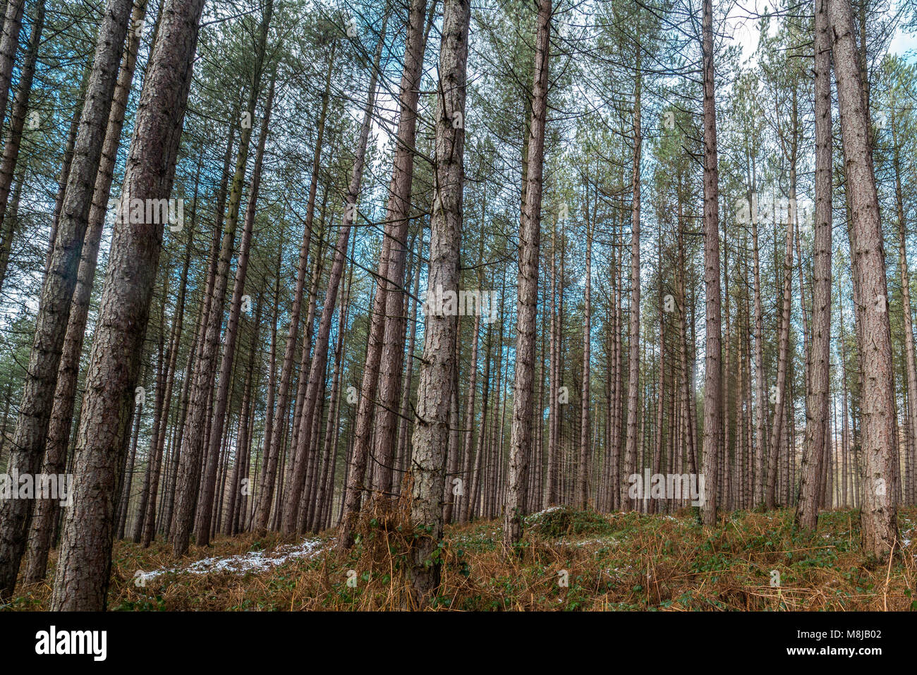 Waldlandschaft Stockfoto