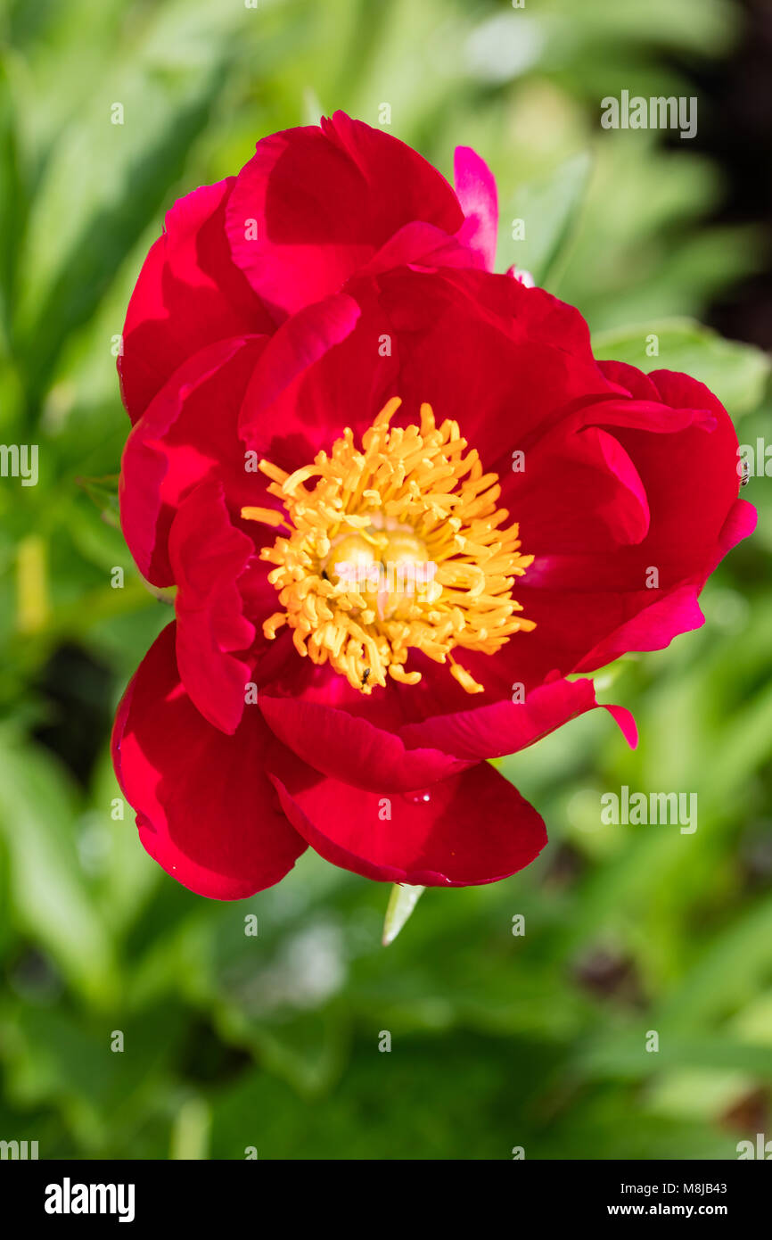 Die Carlett O'Hara' gemeinsamer Garten Pfingstrose, Luktpion (Paeonia officinalis x Paeonia lactiflora) Stockfoto