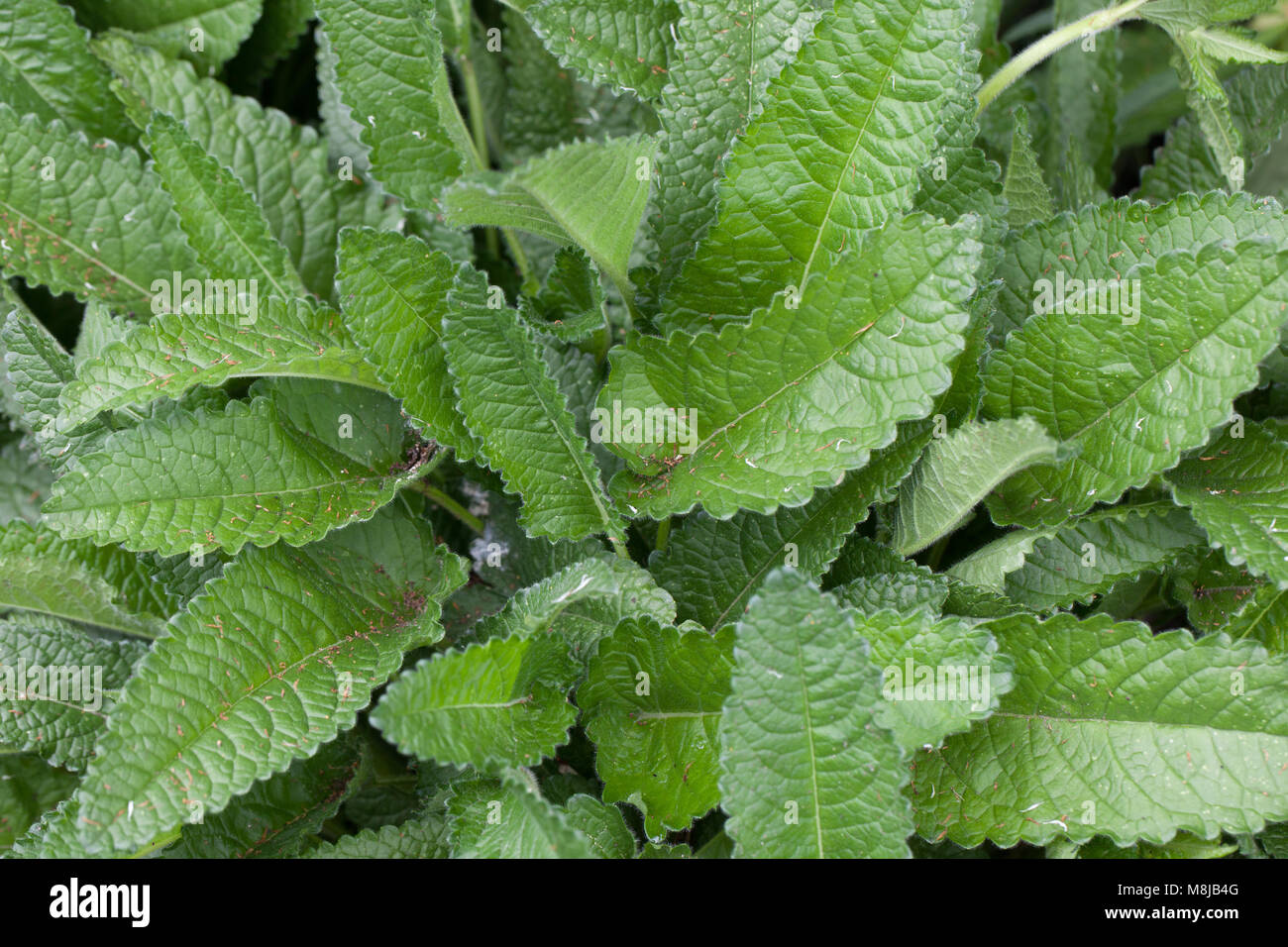 Lila Betony, Humlesuga (Stachys officinalis) Stockfoto