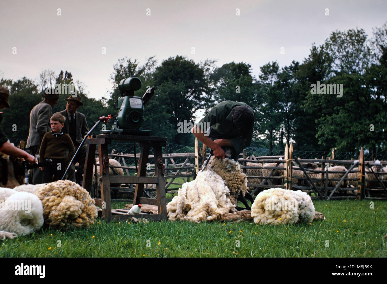 Jahrgang 1960 das Bild der Schafscherer in Abergavenny, Wales, Vereinigtes Königreich Stockfoto
