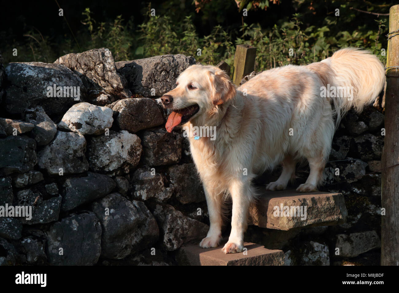 Einen erwachsenen Mann Golden Retriever Hund stand komisch auf einen Stein Stil in den Yorkshire Dales National Park Stockfoto