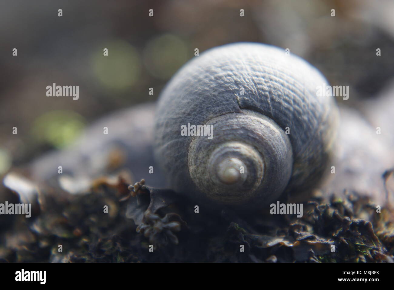 Seeschnecken bei Ebbe. Abersoch, Llyn Halbinsel, Wales, Großbritannien Stockfoto