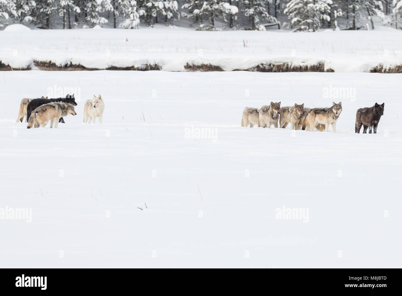 Wapiti See Wolf Pack im Yellowstone National Park. Stockfoto