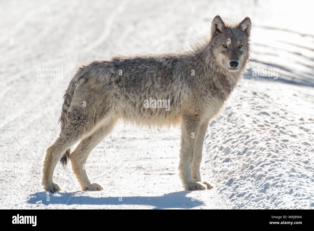 Ein weiterer Wolf pup des Jahres aus dem Wapiti See Pack im Yellowstone National Park. Stockfoto