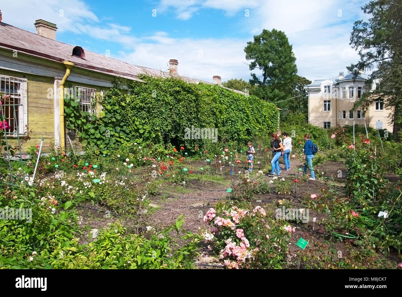 Leute schauen auf die verschiedenen Arten von Rosen im rosarium in Peter der Große Botanische Garten (botanische Gärten der Komarov Botanischen Institut) Stockfoto