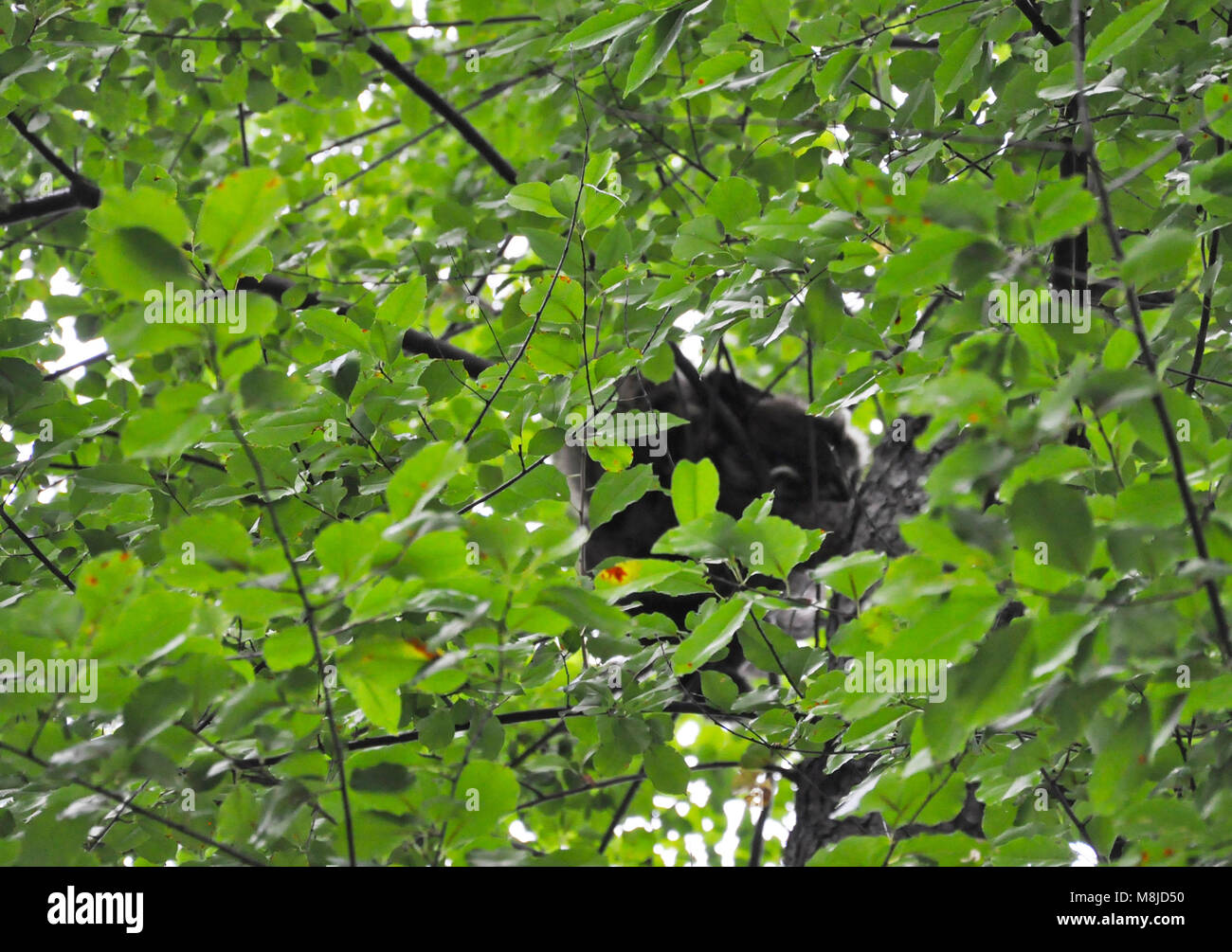 Hallet Heiligtum, Central Park, New York, NY 18. September 2016. @ Veronica Bruno/Alamy Stockfoto