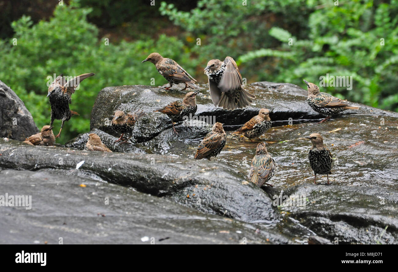 Hallet Heiligtum, Central Park, New York, NY 18. September 2016. @ Veronica Bruno/Alamy Stockfoto