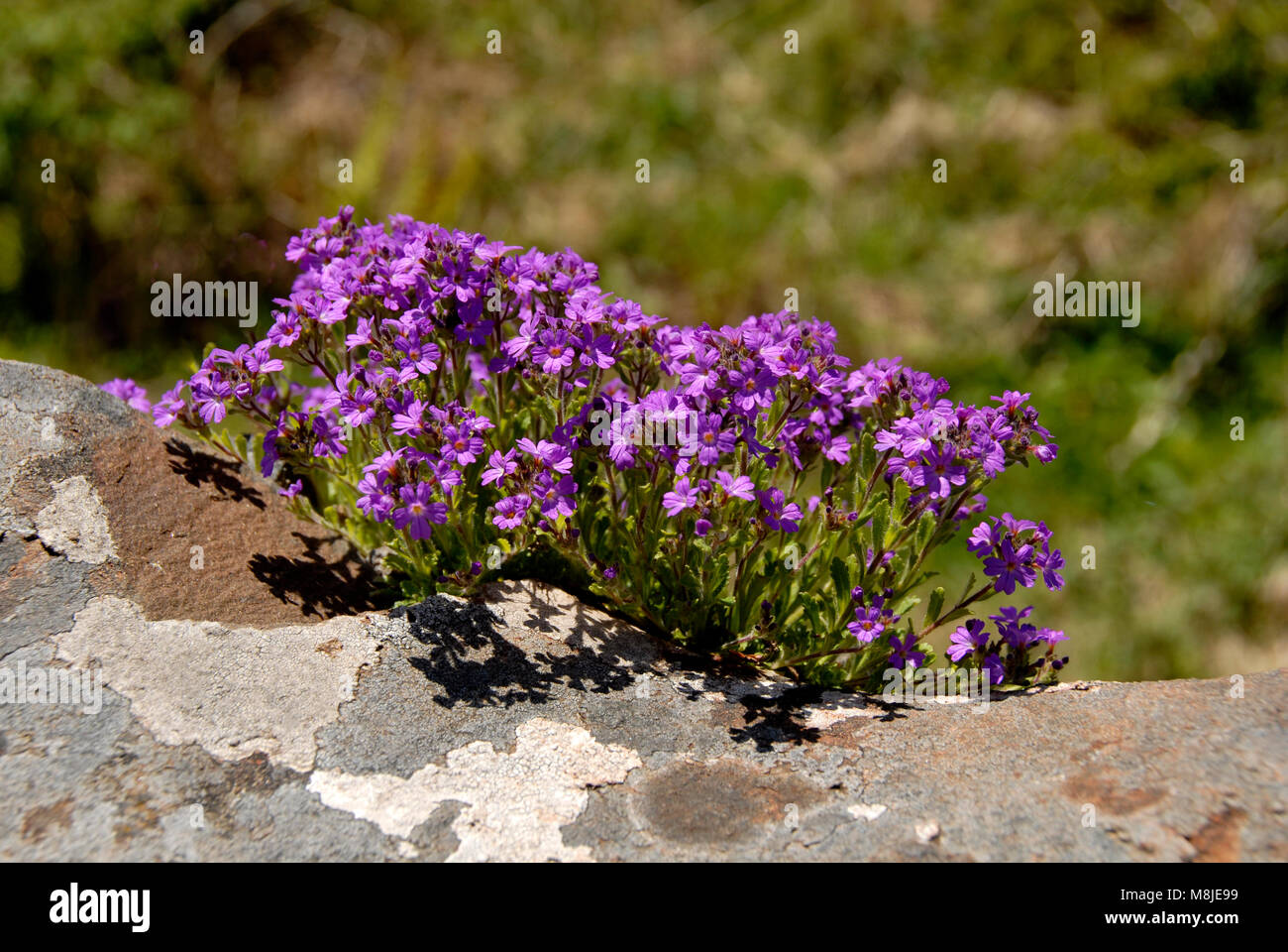 Fairy Fingerhut embedded auf Stein Wand an Clachan Bridge, Schottland Stockfoto