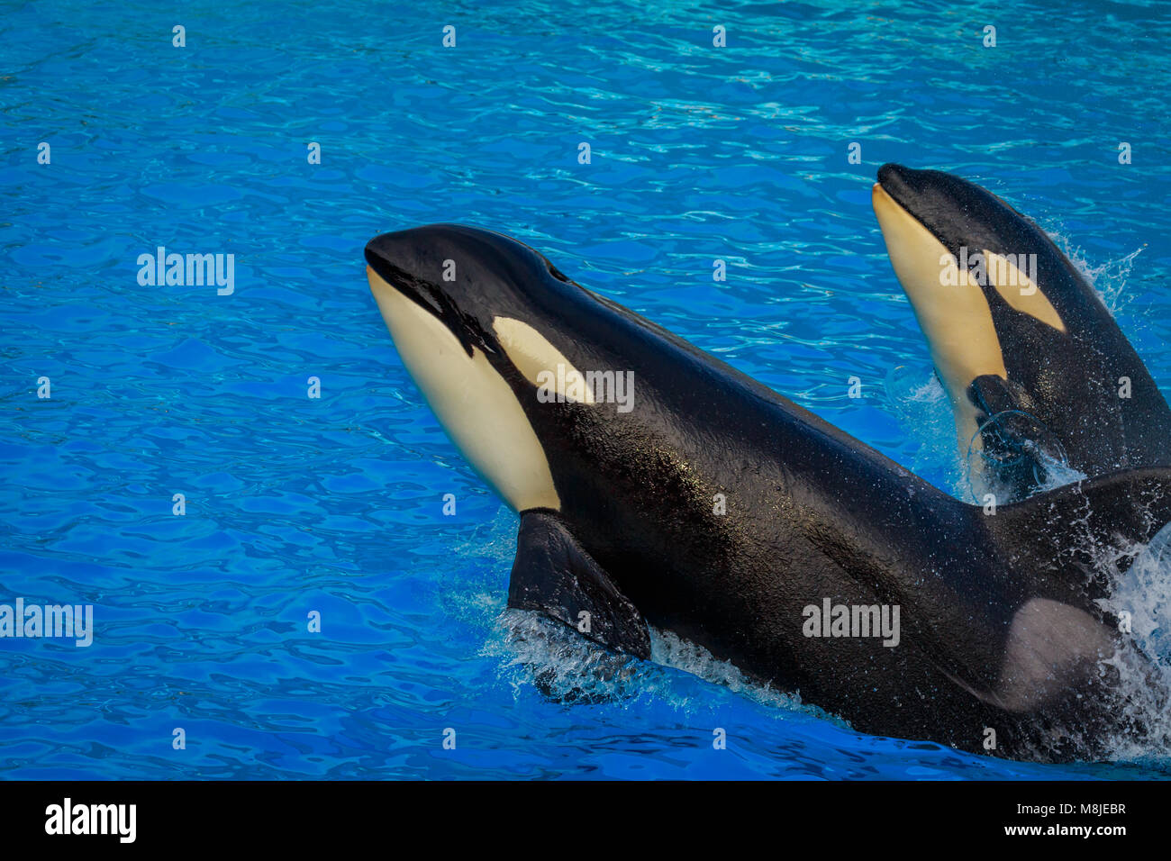 Zwei Killer Wale (Orca) Schwimmen durch das Wasser. Stockfoto