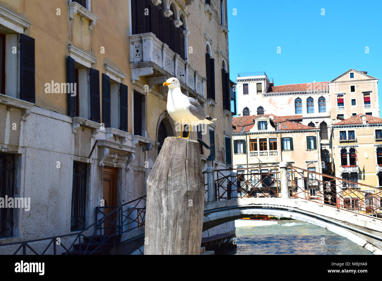 Eine Brücke in Venedig, Italien mit einem thront Möwe auf einen Liegeplatz. Stockfoto