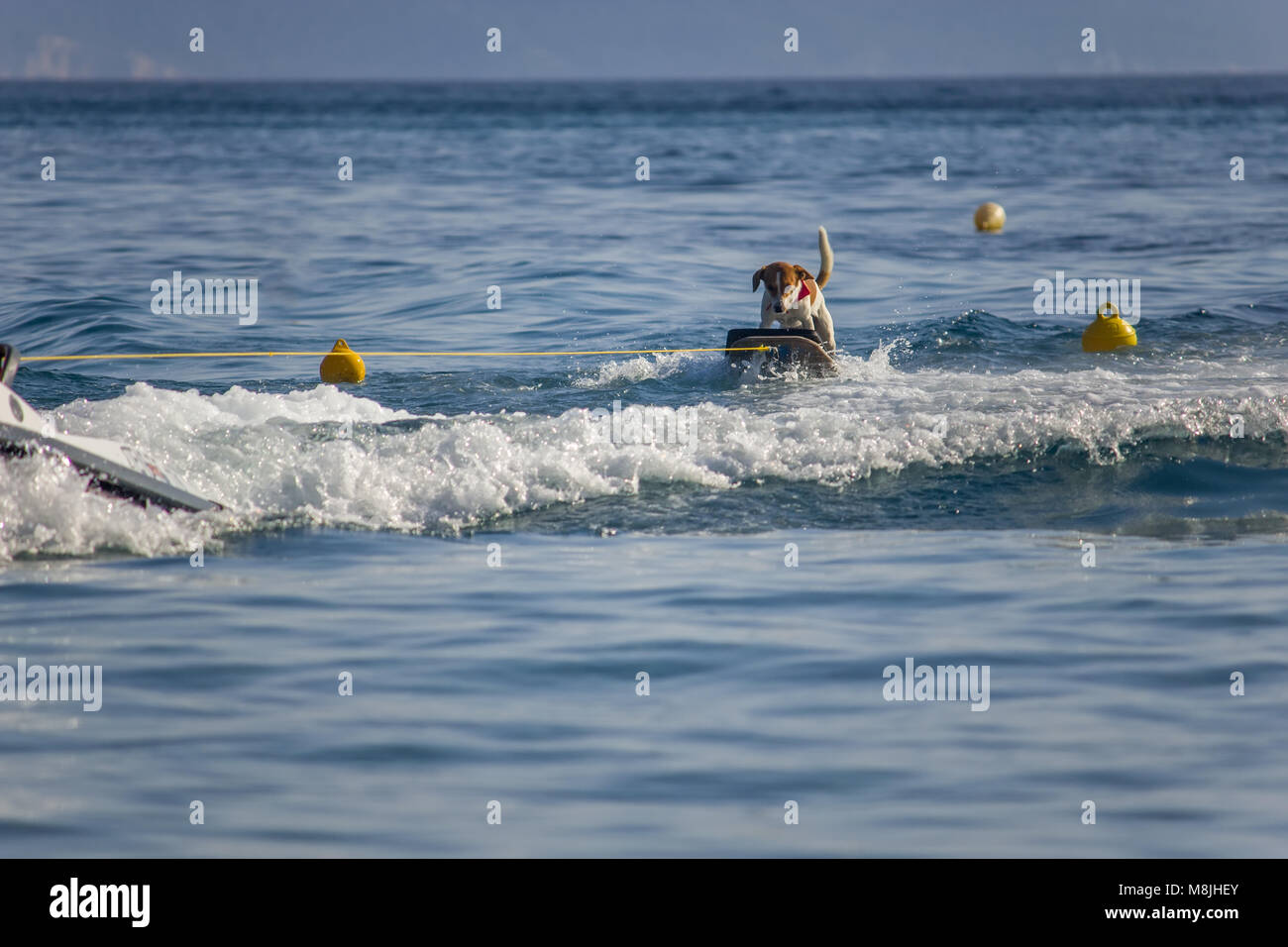 Hund Surfen auf dem Meer Stockfoto
