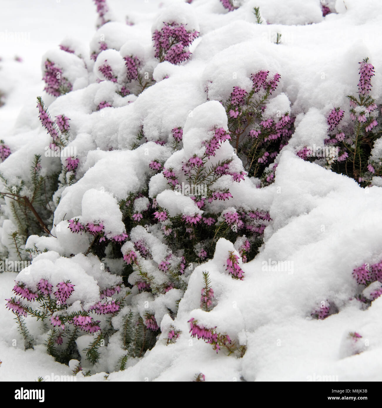 Purple Heather, die sich aus dem Schnee im Frühling Stockfoto