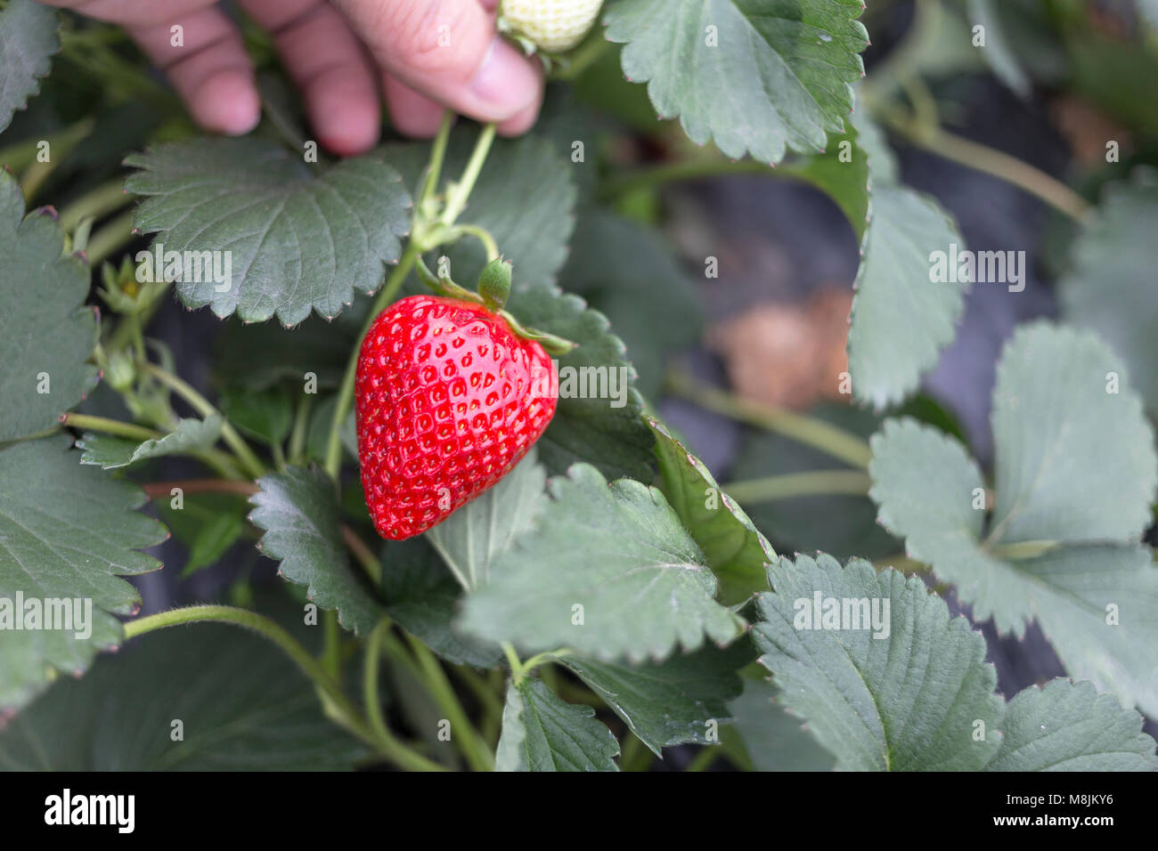 Hybrid erdbeere Fotos und Bildmaterial in hoher Auflösung Alamy