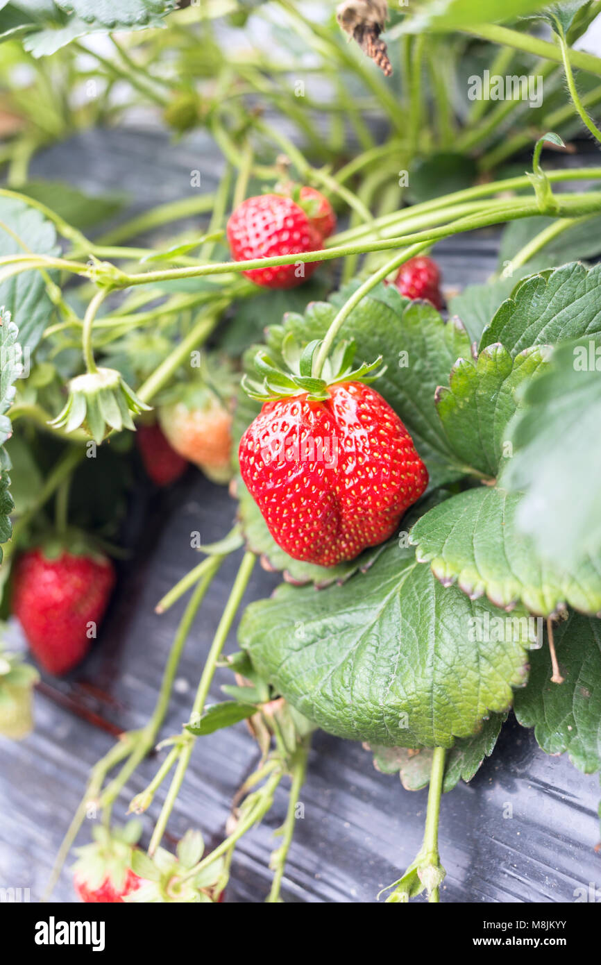 Garten niemand Fotos und Bildmaterial in hoher Auflösung Alamy