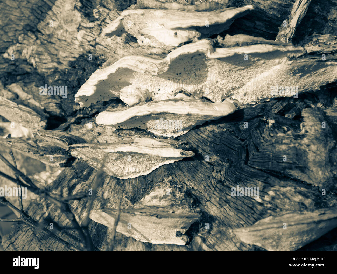 Schwarz und Weiß, aus Holz Stockfoto