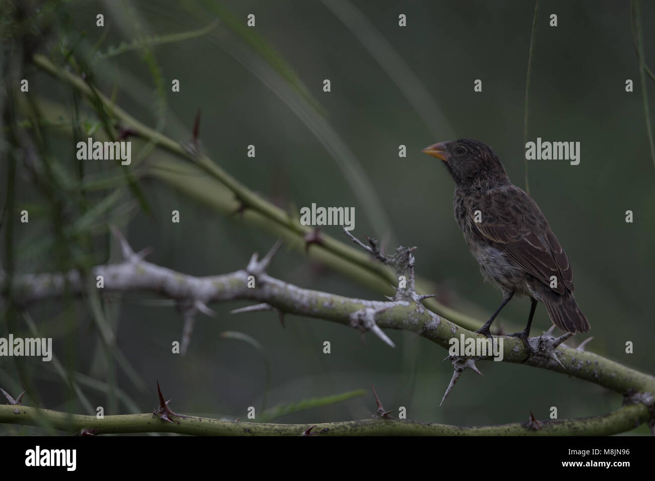 Große Kaktus Finch Stockfoto