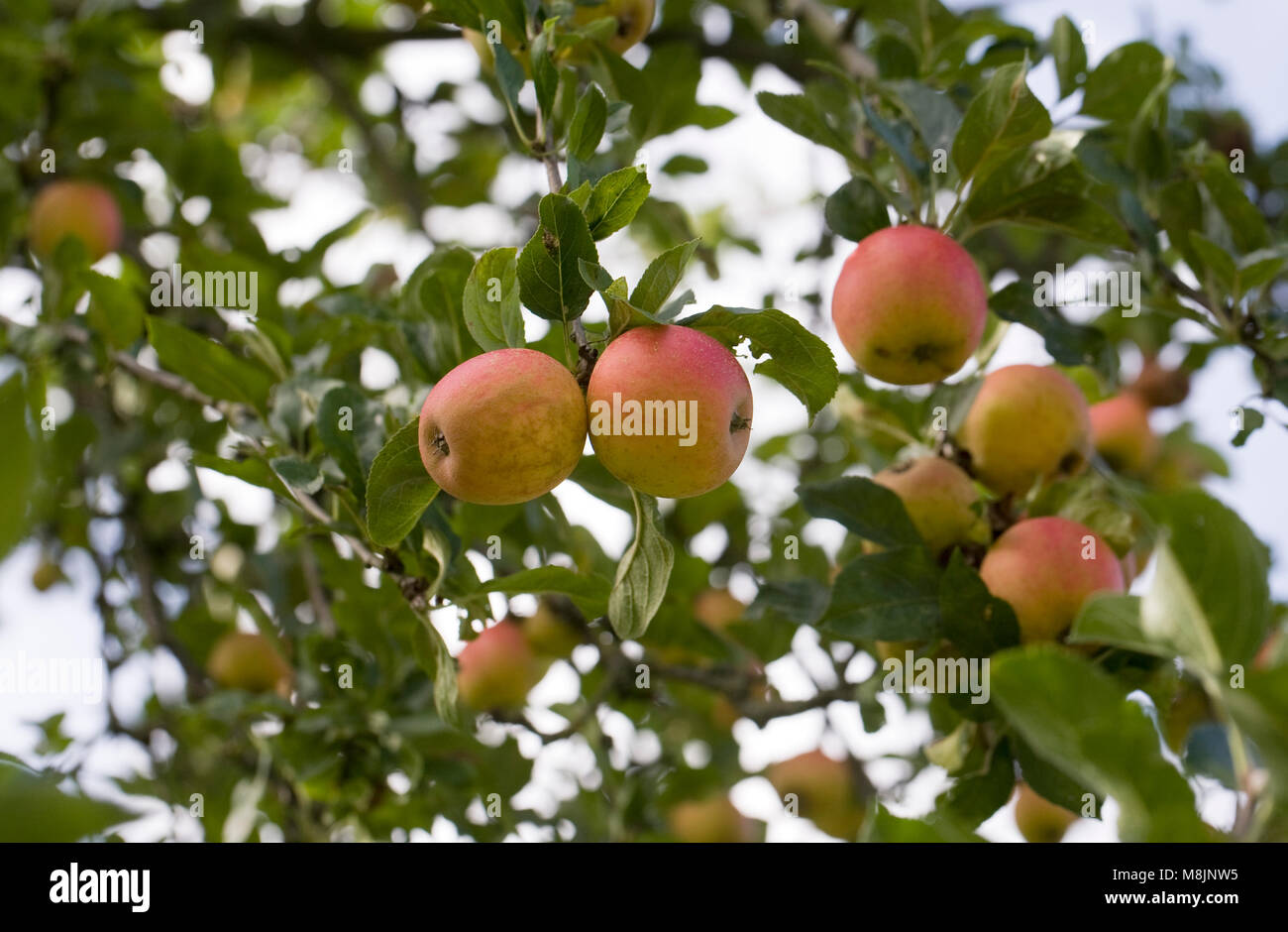 Malus "Marschall Oyama" Früchte auf dem Baum. Stockfoto