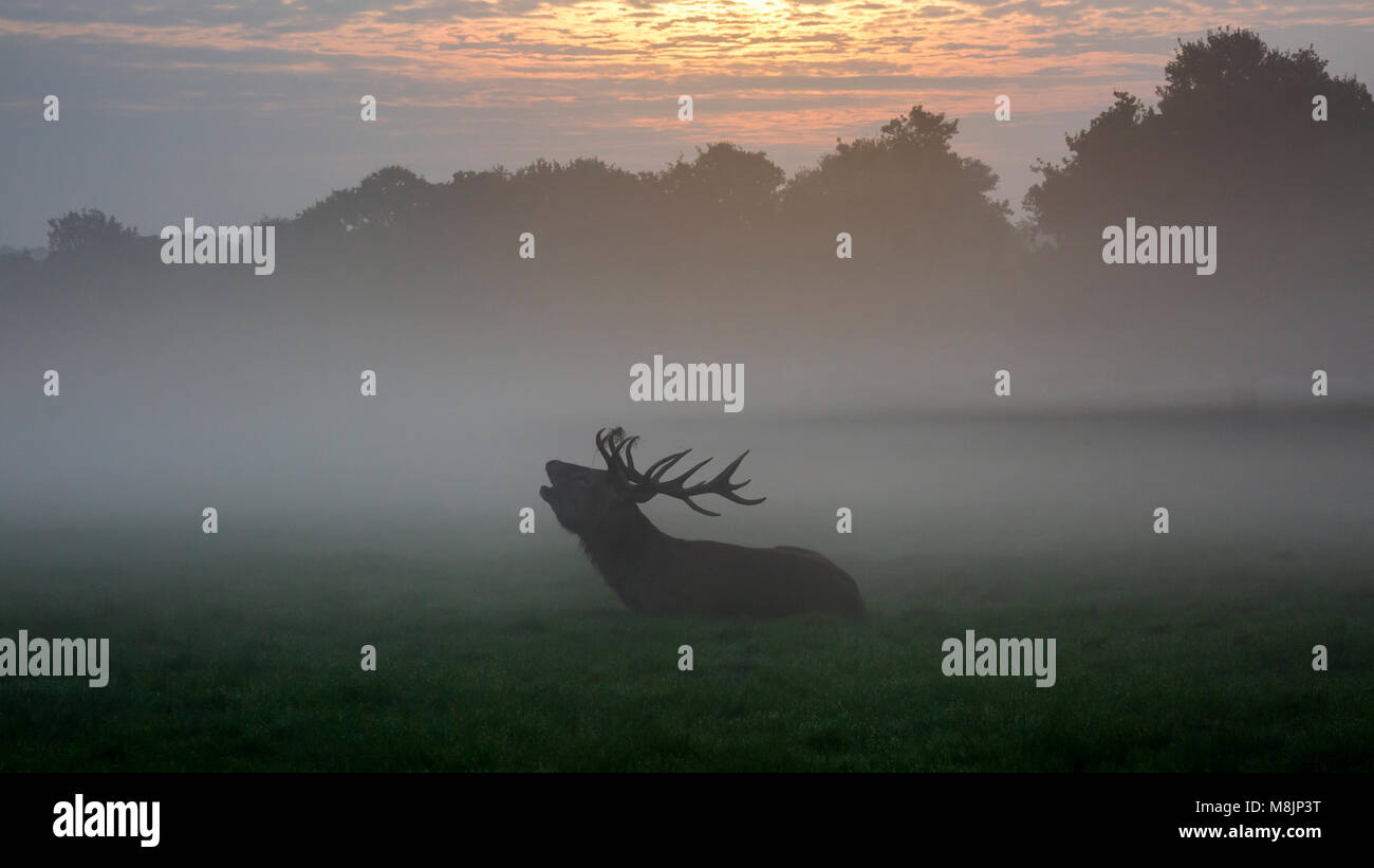 Eine Silhouette Hirsch sitzt Bellen wie die Sonne langsam Brennt am frühen Morgen Nebel im berühmten Londoner Richmond Park Stockfoto