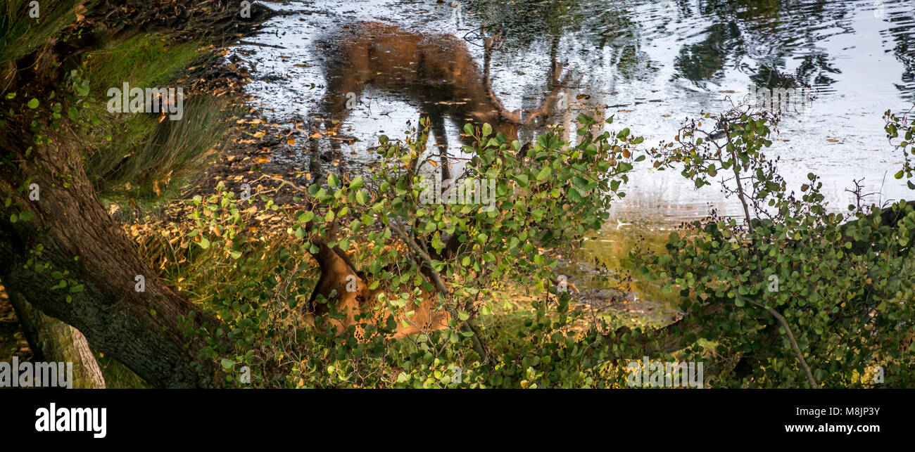 Durch Laub ein Hirsch langsam Getränke aus seiner Reflexion in Richmond Park Pen Teich ausgeblendet Stockfoto