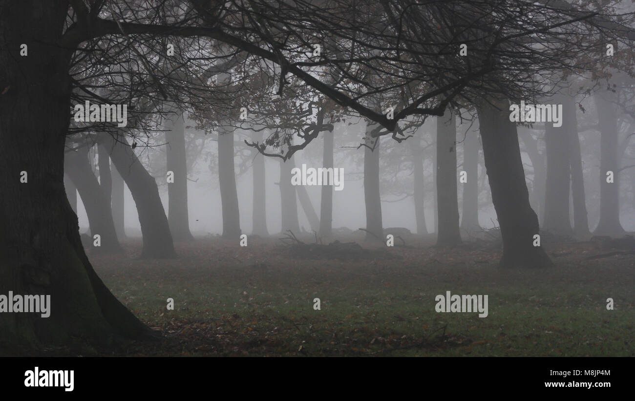Mehrere Baumstämme mit geraden und gebogenen durch den Nebel gesehen, wie er auf Anfang Oktober Morgen im Richmond Park genehmigt Stockfoto