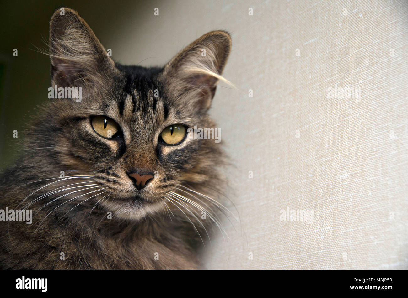 Eine Katze wartet geduldig an der örtlichen Tierheim angenommen werden. Stockfoto