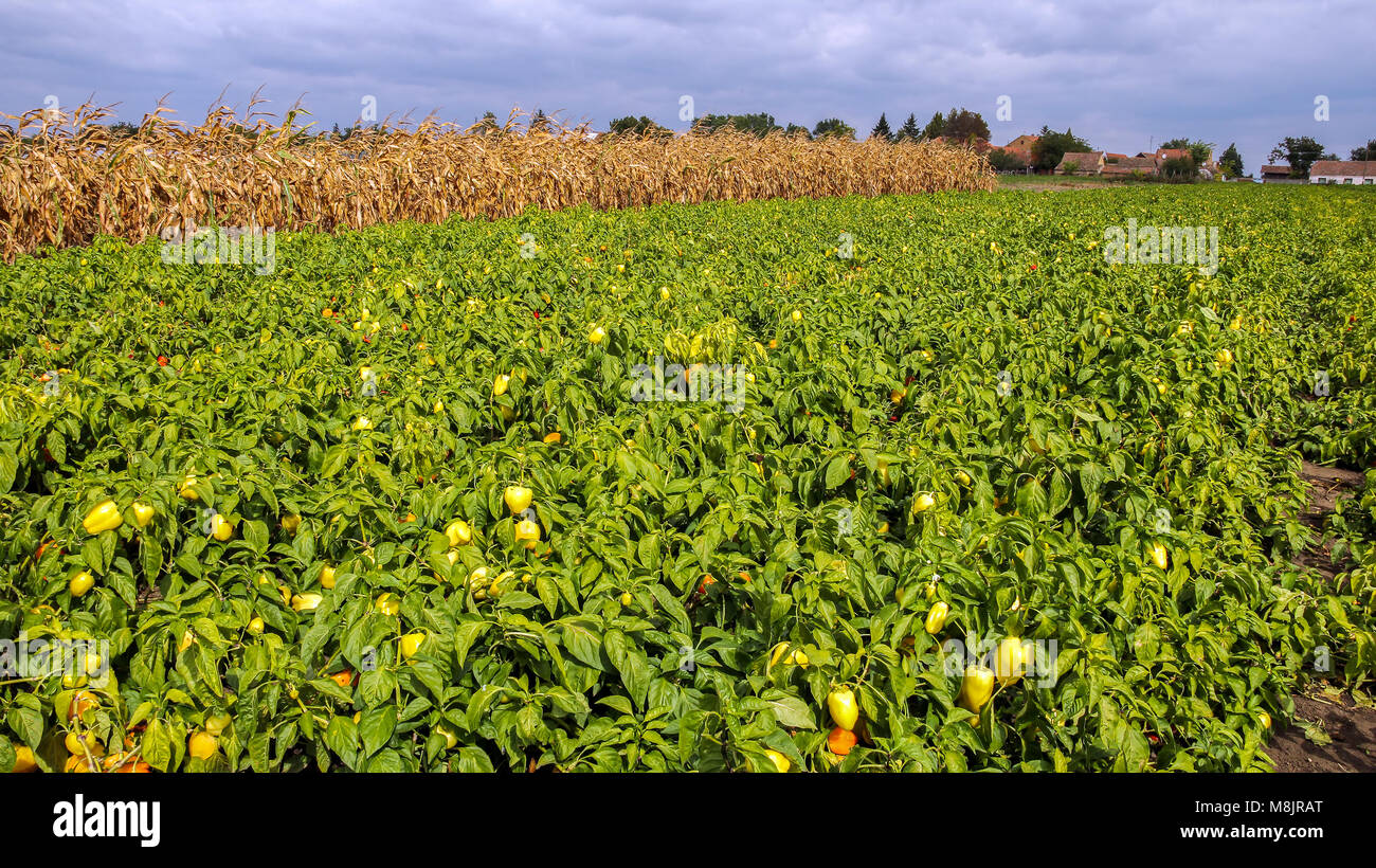 Plantage der Pfeffer in das Feld ein. Gelbe Paprika Pflanzen mit reifen Früchten im Feld. Stockfoto