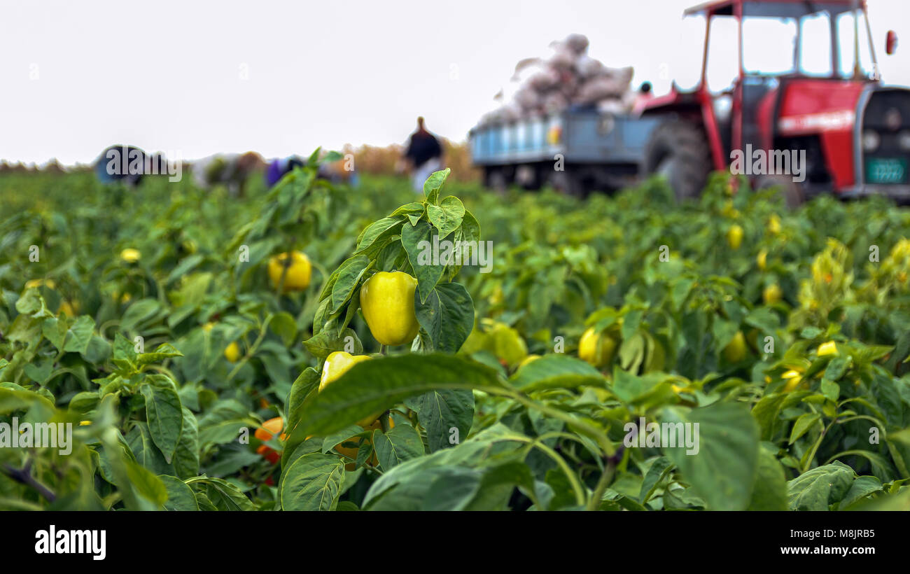 Landarbeiter Ernte gelbe Paprika. Saisonale Ernte von Gemüse in die Landschaft. Stockfoto