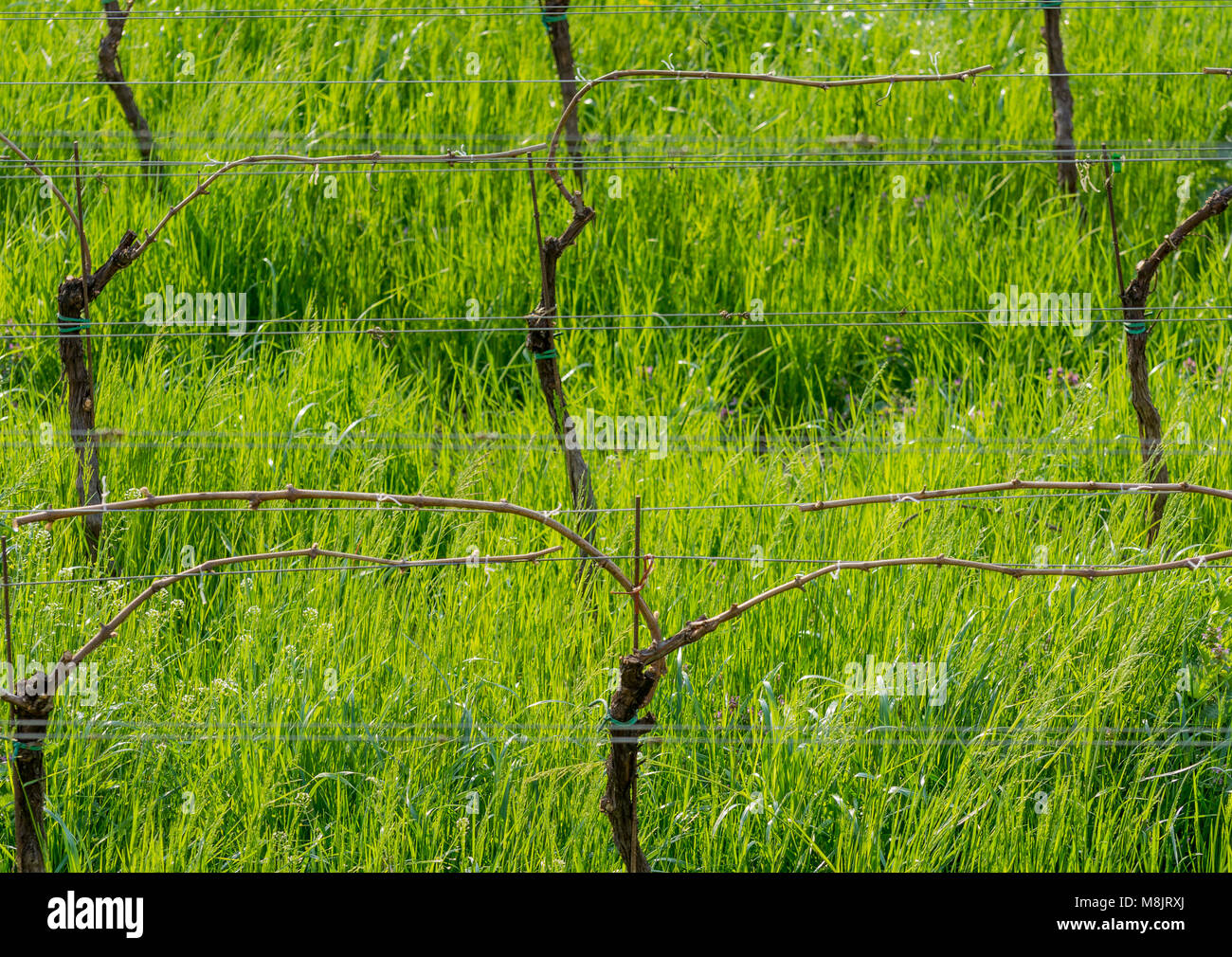 Junge grüne zarte Blätter der Trauben auf dem Hintergrund der blauen Himmel im Frühjahr. Weinberg im Frühjahr. Die Guyot Methode der Rebe Ausbildung Stockfoto