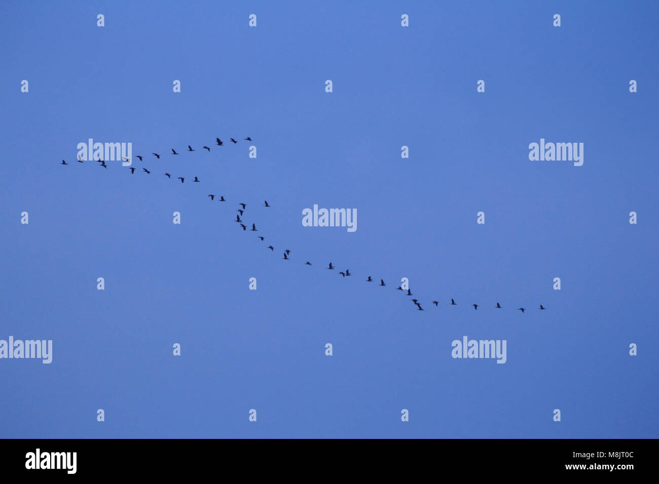 Möwe das Fliegen in den tiefblauen Himmel in einer einzigartigen Form in Muscat Oman Stockfoto