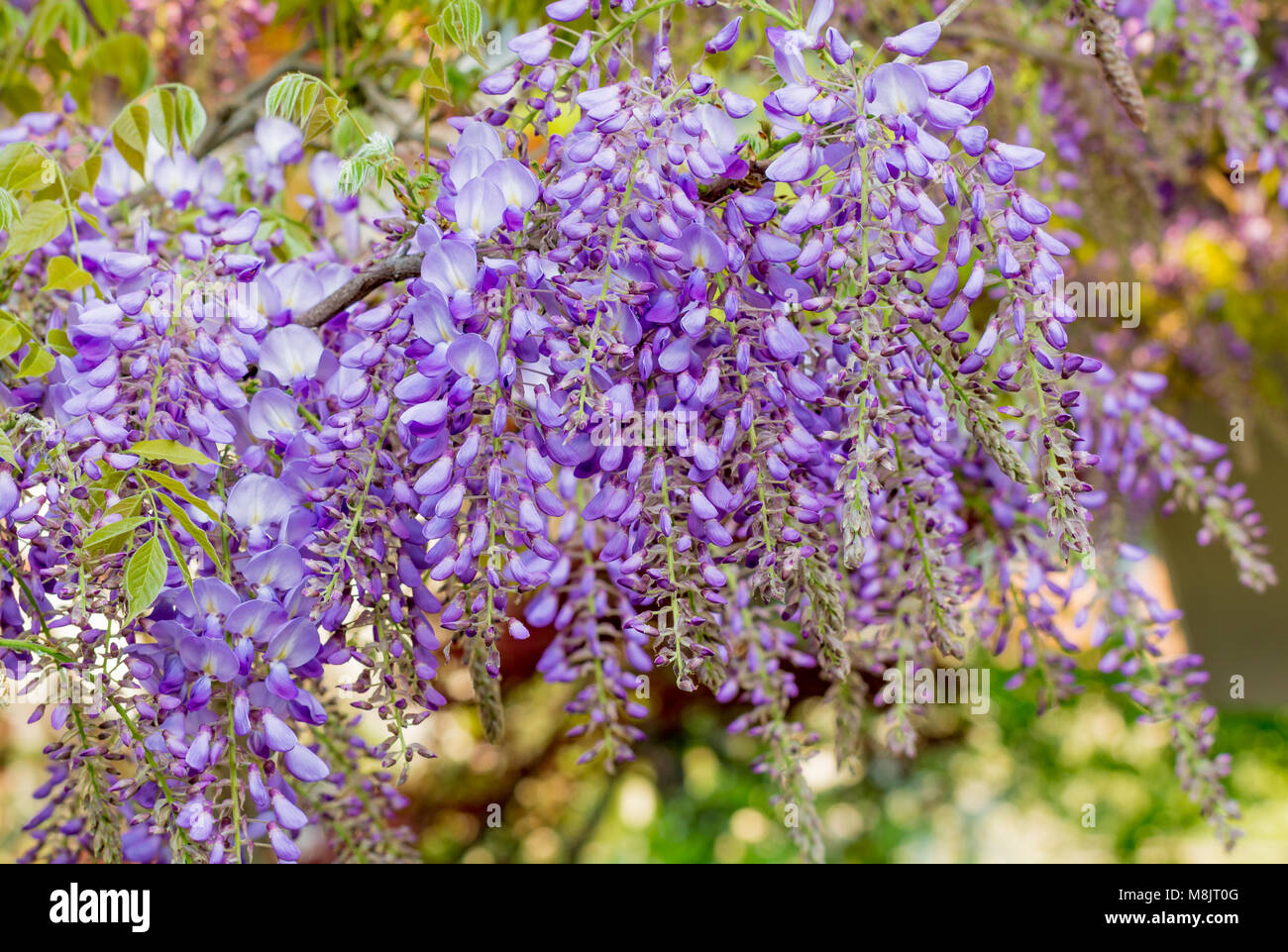 Wisteria Blumen. Wisteria (auch buchstabiertes Glyzinien oder Wysteria) ist eine Gattung von Blütenpflanzen in der hülsenfrucht Familie Fabaceae (Leguminosae). Stockfoto