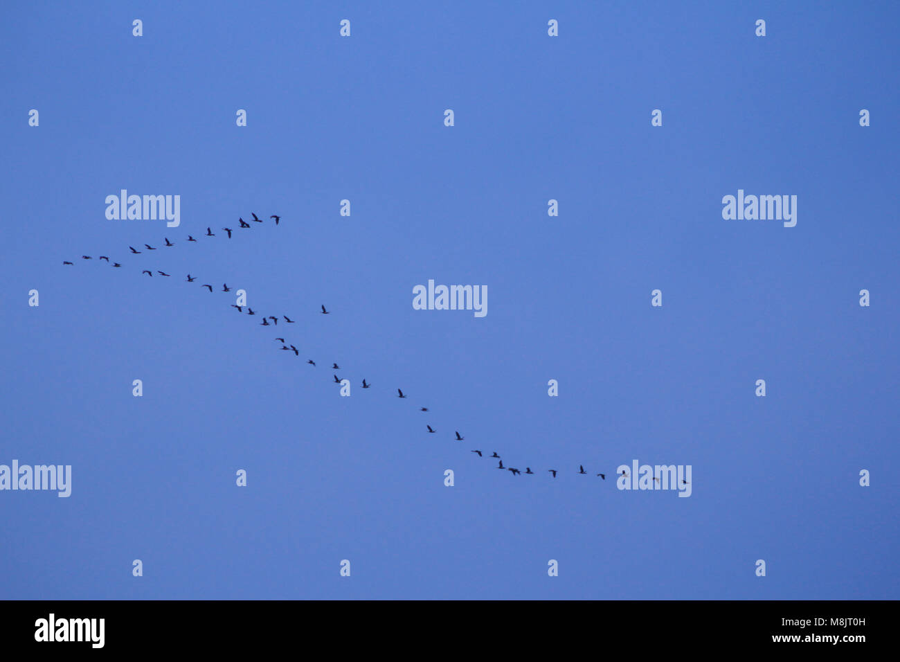 Möwe das Fliegen in den tiefblauen Himmel in einer einzigartigen Form in Muscat Oman Stockfoto