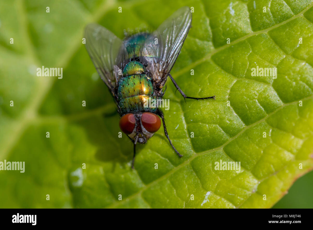 Volle, detaillierte Nahaufnahmen der sonnendurchfluteten grünen Flasche fliegen ruht auf Blatt geradeaus schauen mit großen roten Augen Stockfoto