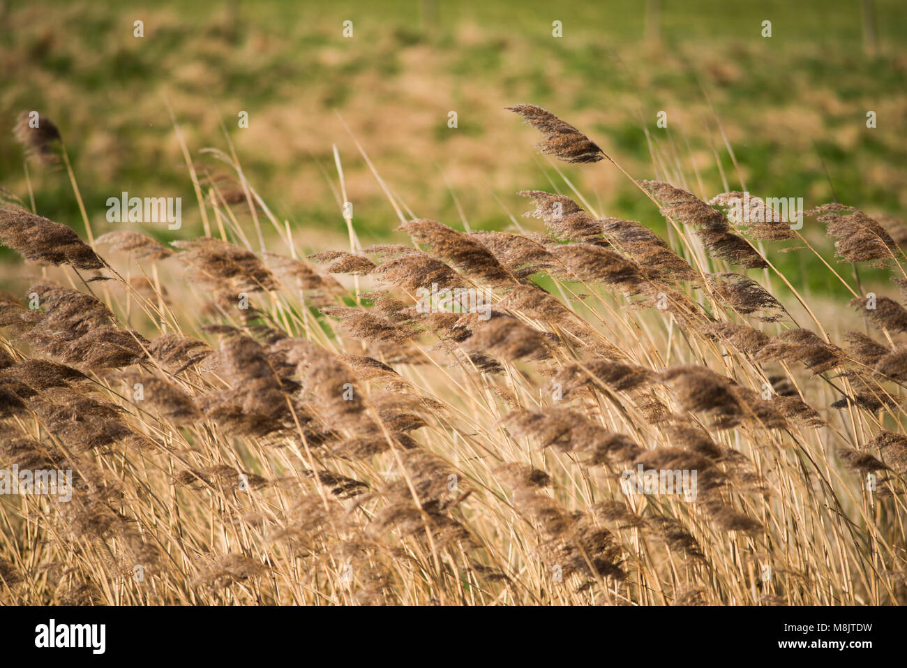 Bereich der wildes Gras und winkte weht im Wind mit hellem Sonnenlicht wie landwirtschaftliche Kulturpflanzen mit landwirtschaftlichen Gebäuden im Hintergrund und Stockfoto