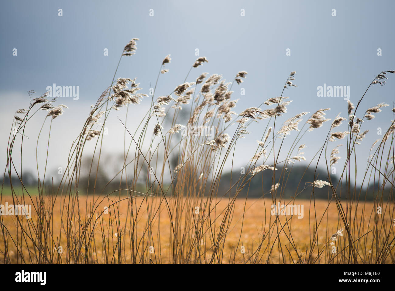 Bereich der wildes Gras und winkte weht im Wind mit hellem Sonnenlicht wie landwirtschaftliche Kulturpflanzen mit landwirtschaftlichen Gebäuden im Hintergrund und Stockfoto
