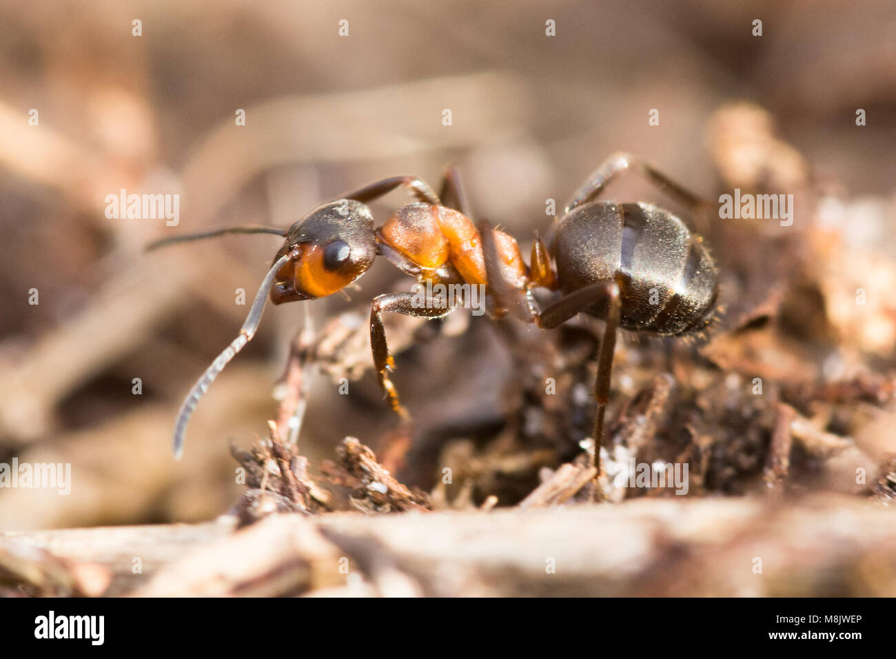 Close-up des Südlichen Waldameise (Formica rufa) Stockfoto