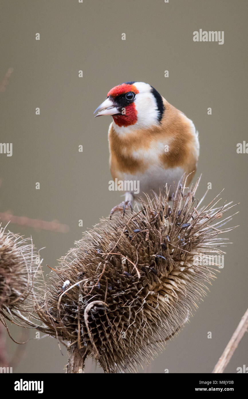 Nach Goldfinch thront auf einigen Karde Stockfoto