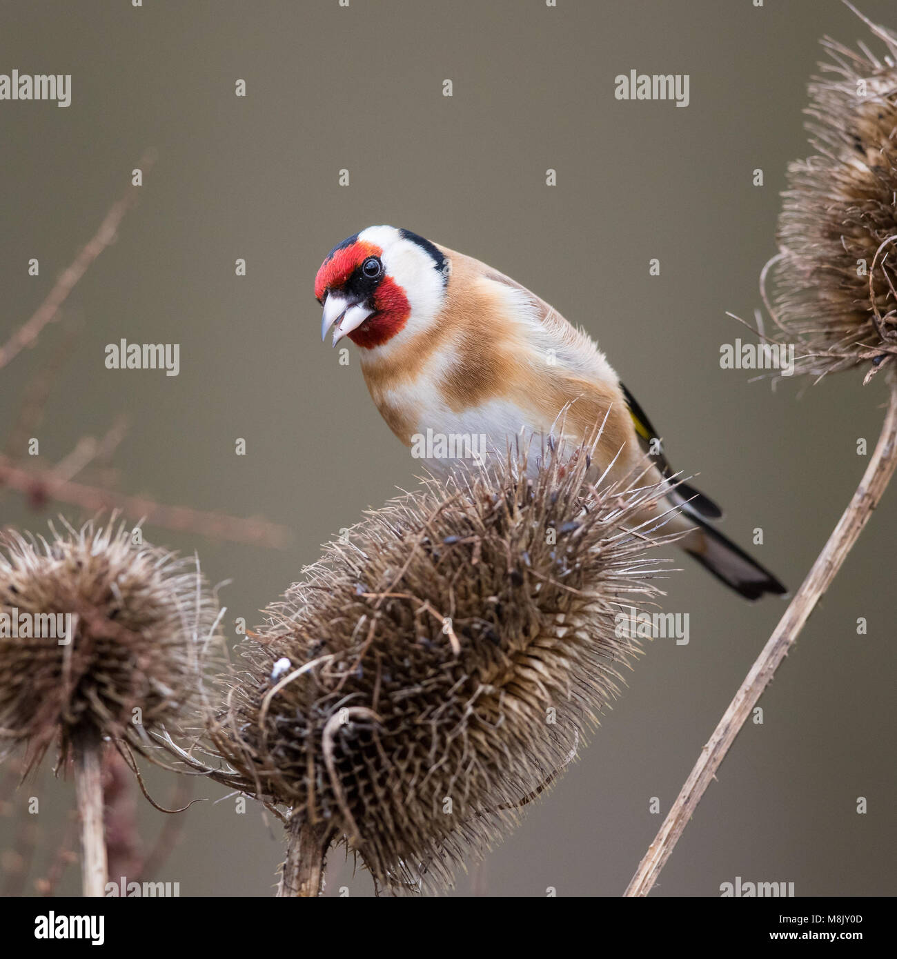 Nach Goldfinch thront auf einigen Karde Stockfoto