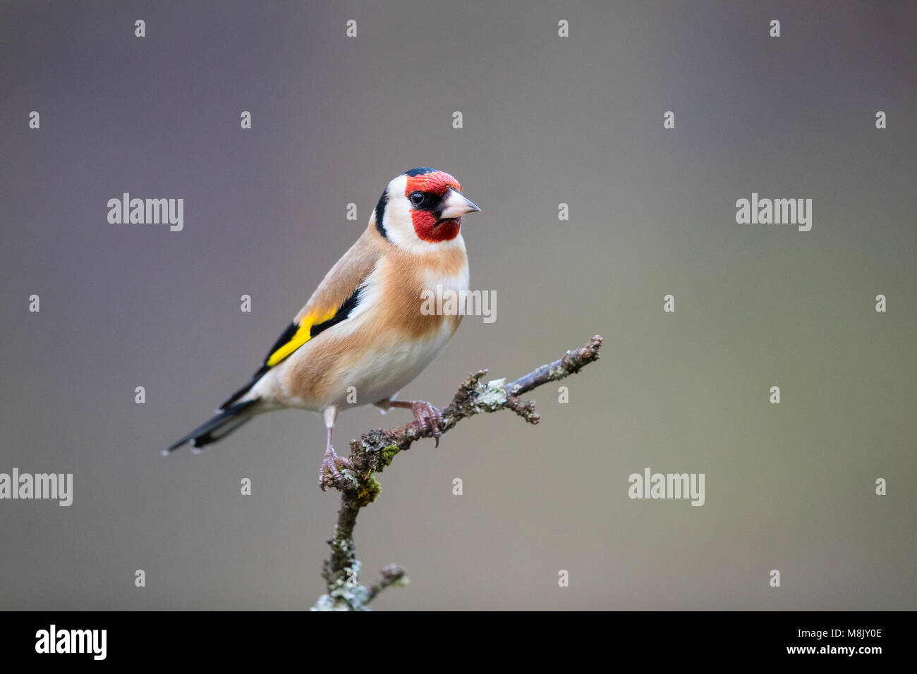 Nach goldfinch Vogel auf einem Zweig Stockfoto