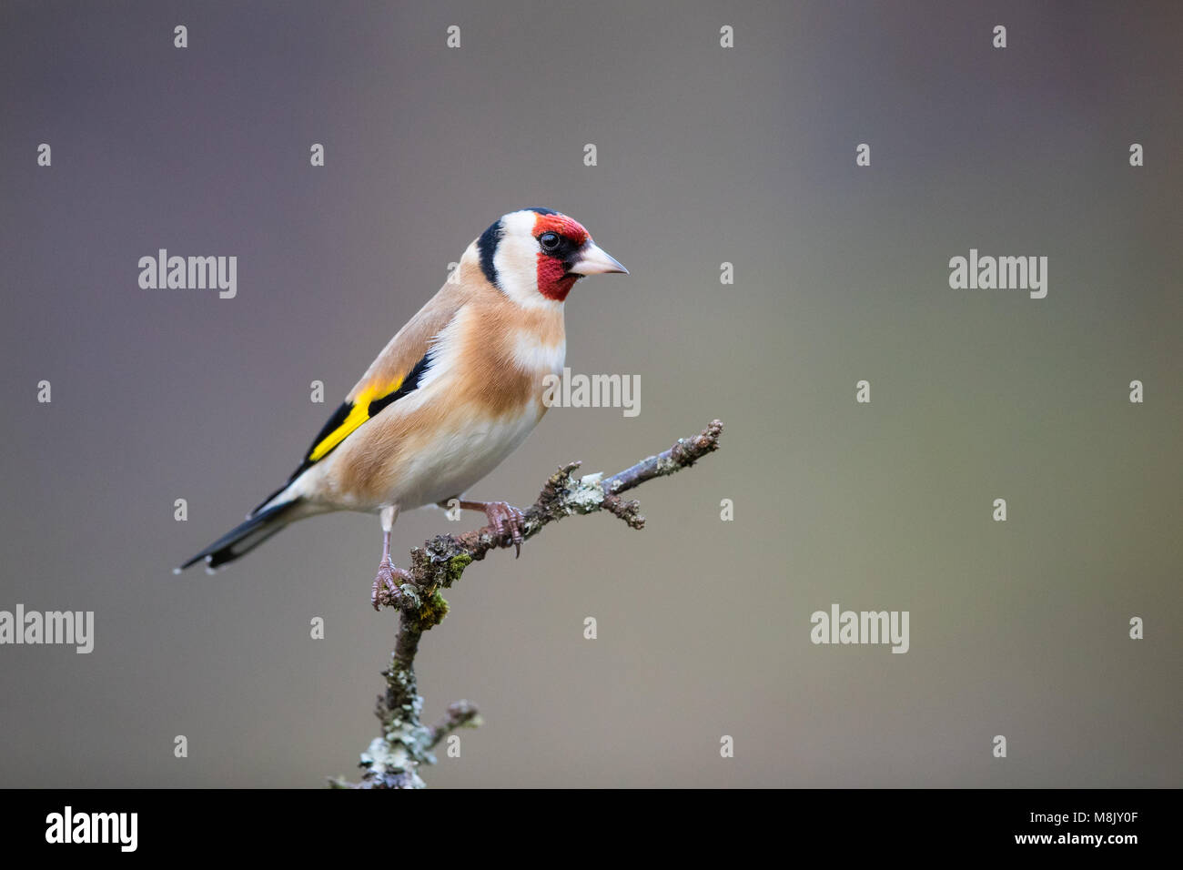 Nach goldfinch Vogel auf einem Zweig Stockfoto